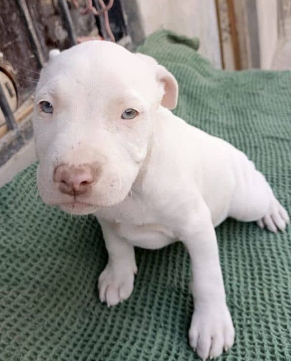 amercian pitbull pups 3