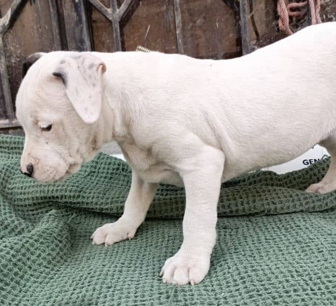 amercian pitbull pups 4