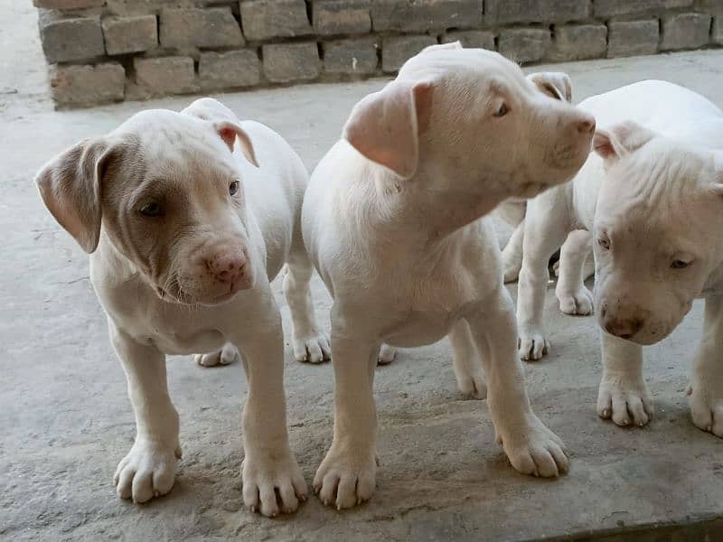 amercian pitbull pups 7