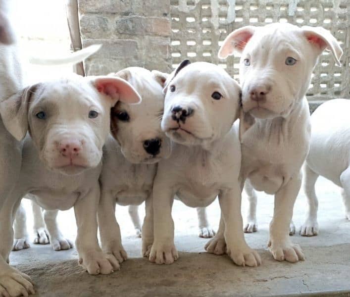 amercian pitbull pups 8