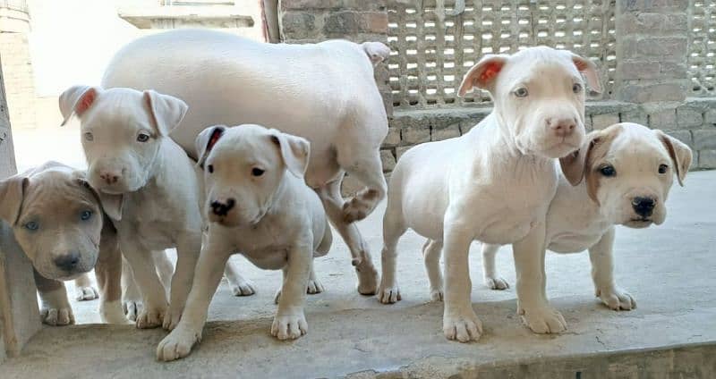 amercian pitbull pups 9