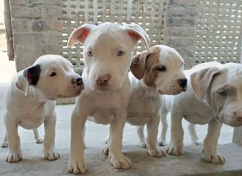 amercian pitbull pups 10