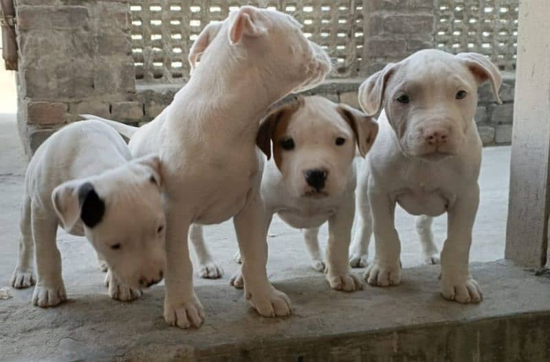 amercian pitbull pups 11