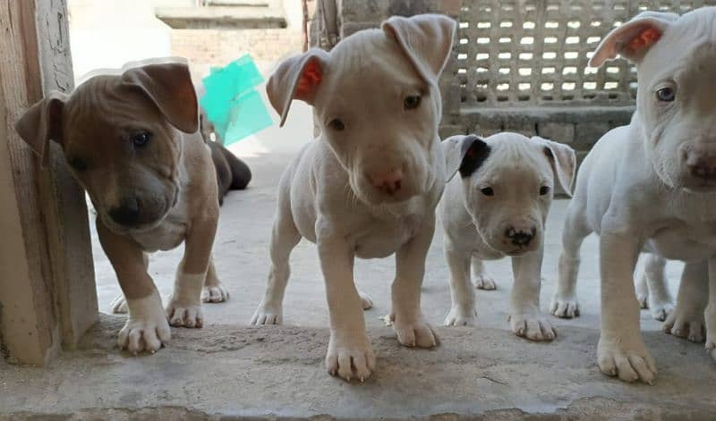 amercian pitbull pups 12