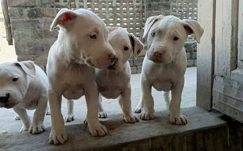 amercian pitbull pups 13