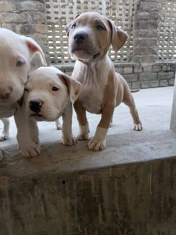 amercian pitbull pups 14