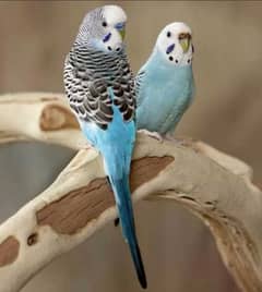 AUSTRALIAN BIRDS BREADING PAIR