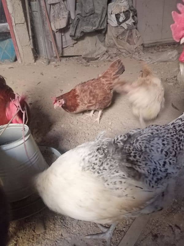 3 Cocks & 3 Hens. 1