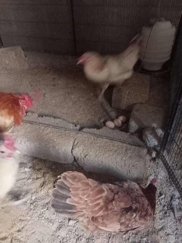 3 Cocks & 3 Hens. 5