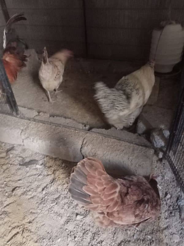 3 Cocks & 3 Hens. 6