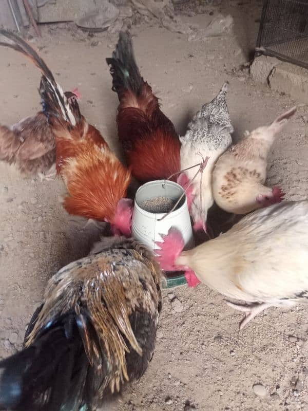 3 Cocks & 3 Hens. 7