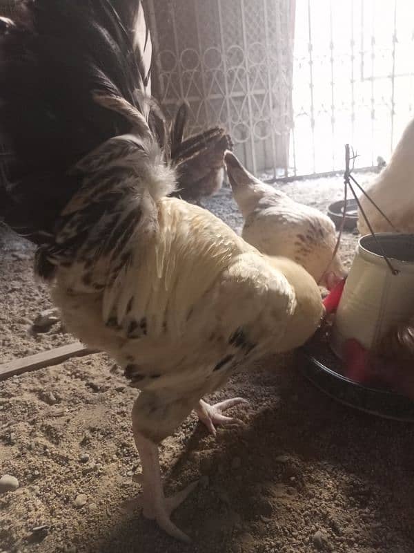 3 Cocks & 3 Hens. 8