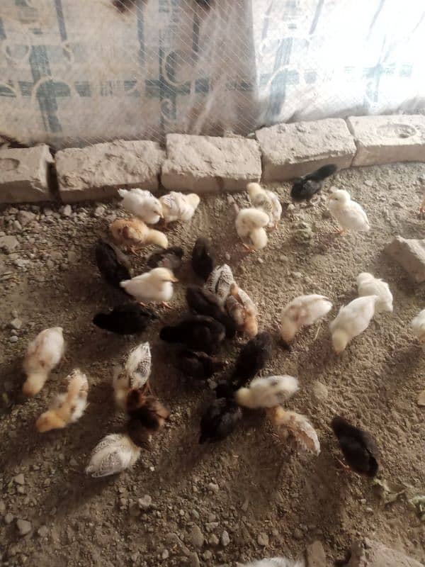 Golden misri chicks available quality ka chicks han 0