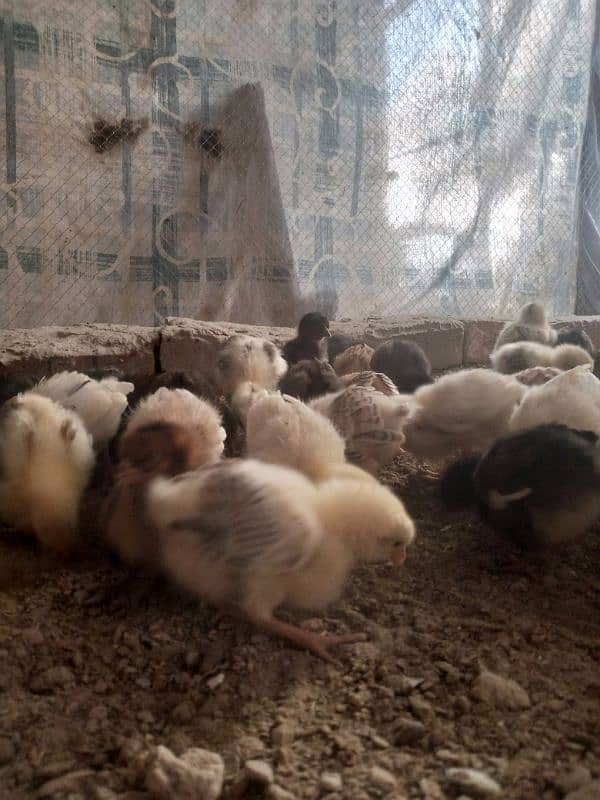 Golden misri chicks available quality ka chicks han 1