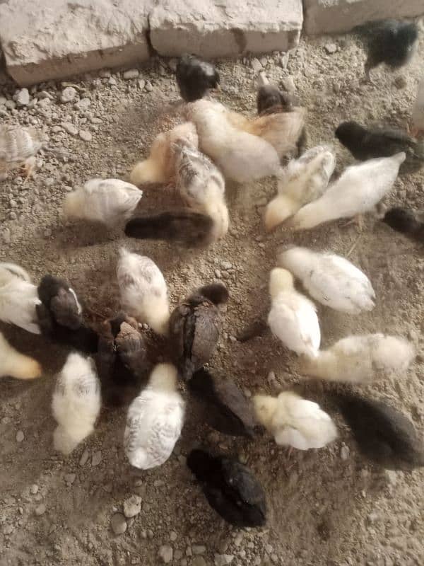 Golden misri chicks available quality ka chicks han 2