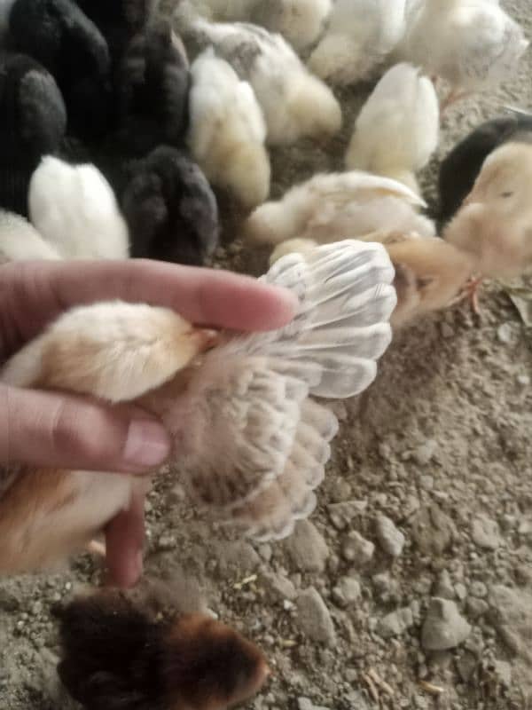 Golden misri chicks available quality ka chicks han 3