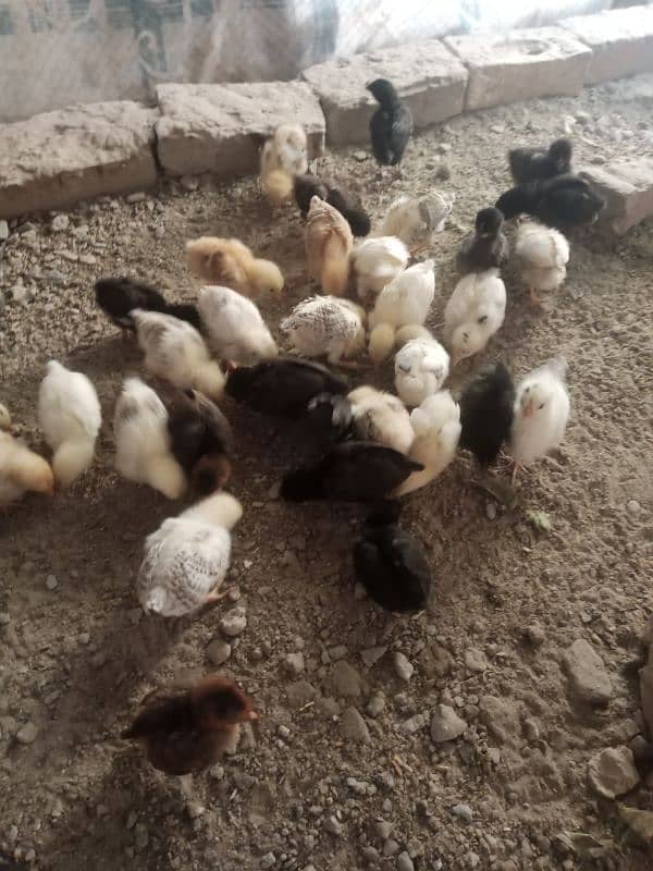 Golden misri chicks available quality ka chicks han 4