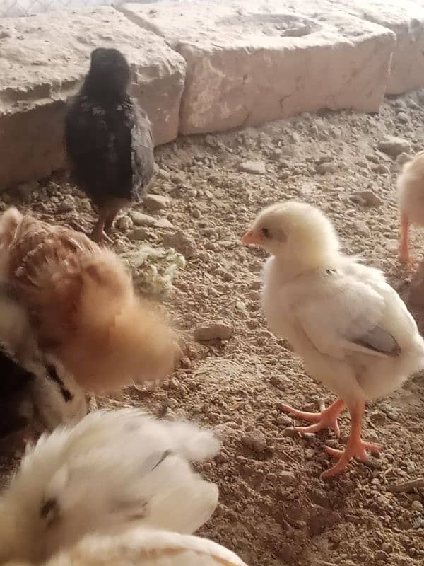 Golden misri chicks available quality ka chicks han 5