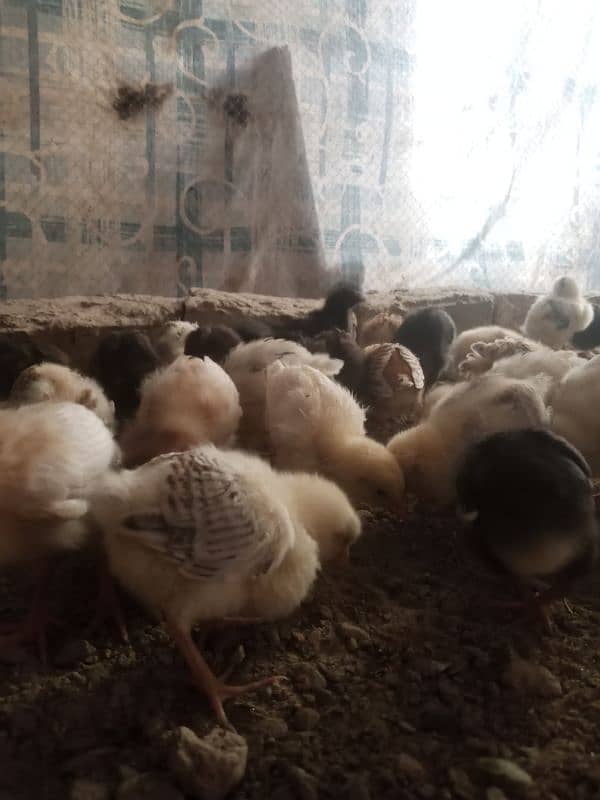 Golden misri chicks available quality ka chicks han 6