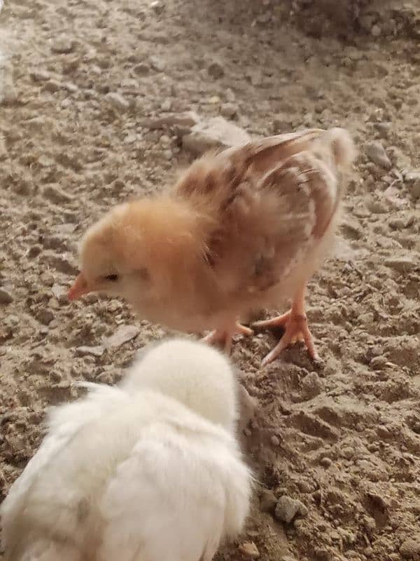 Golden misri chicks available quality ka chicks han 7