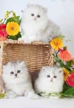 persian cats healthy active and noty