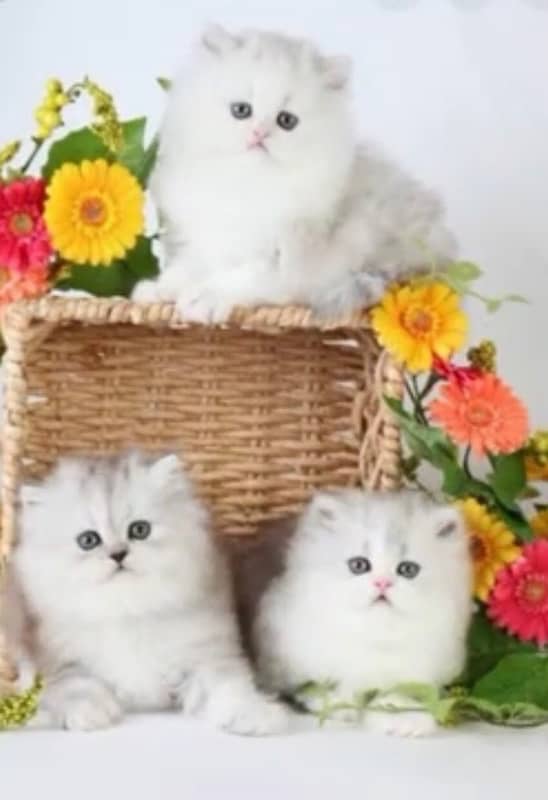 persian cats healthy active and noty 0