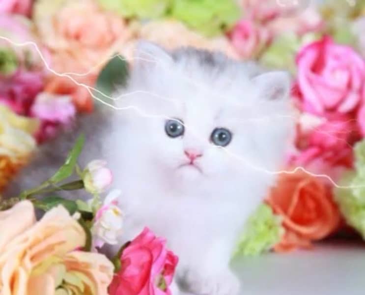 persian cats healthy active and noty 1