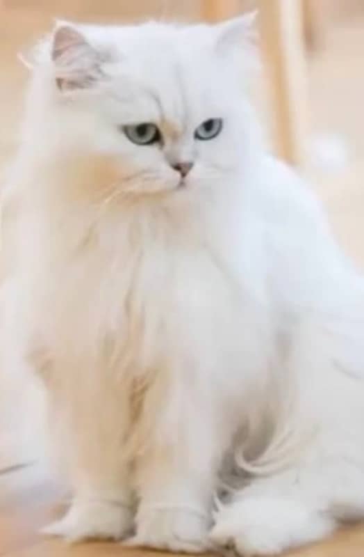 persian cats healthy active and noty 2