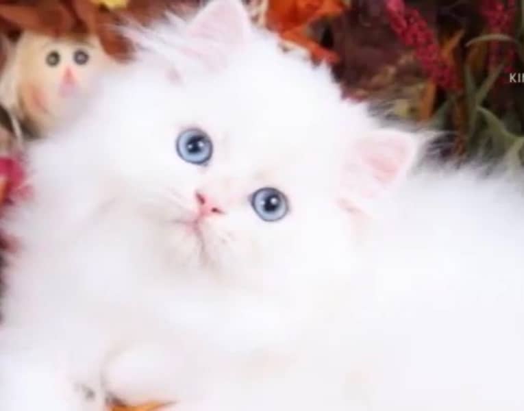 persian cats healthy active and noty 3