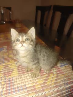 Stray Male kitten For Sale