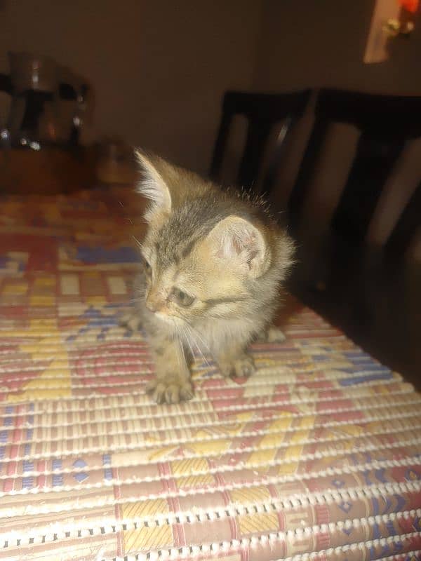 Stray Male kitten For Sale 1