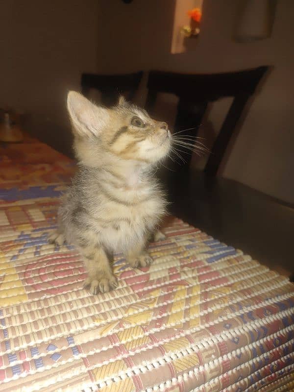 Stray Male kitten For Sale 2