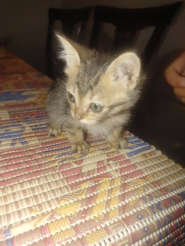 Stray Male kitten For Sale 3