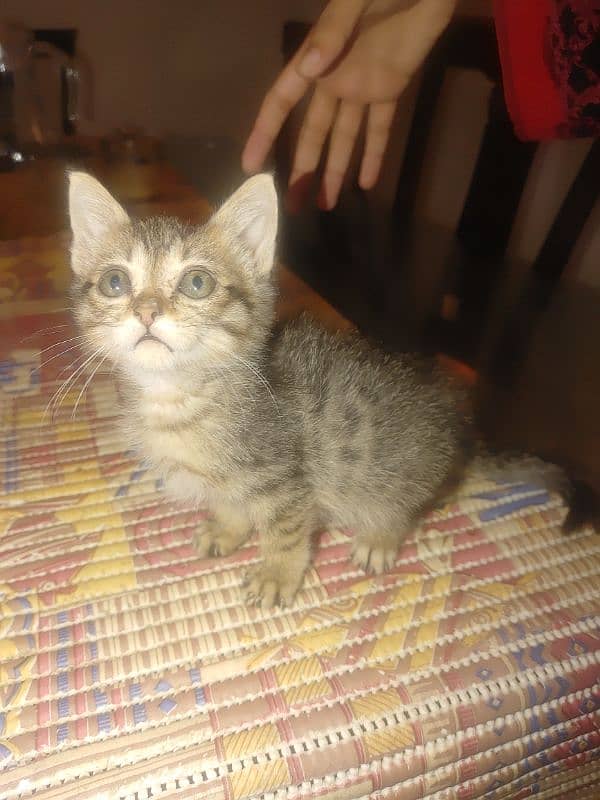 Stray Male kitten For Sale 4