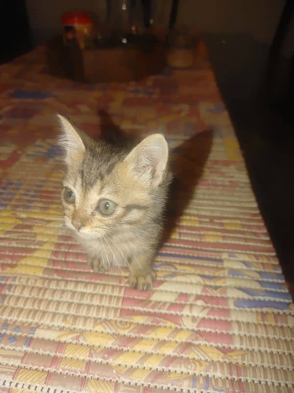 Stray Male kitten For Sale 5