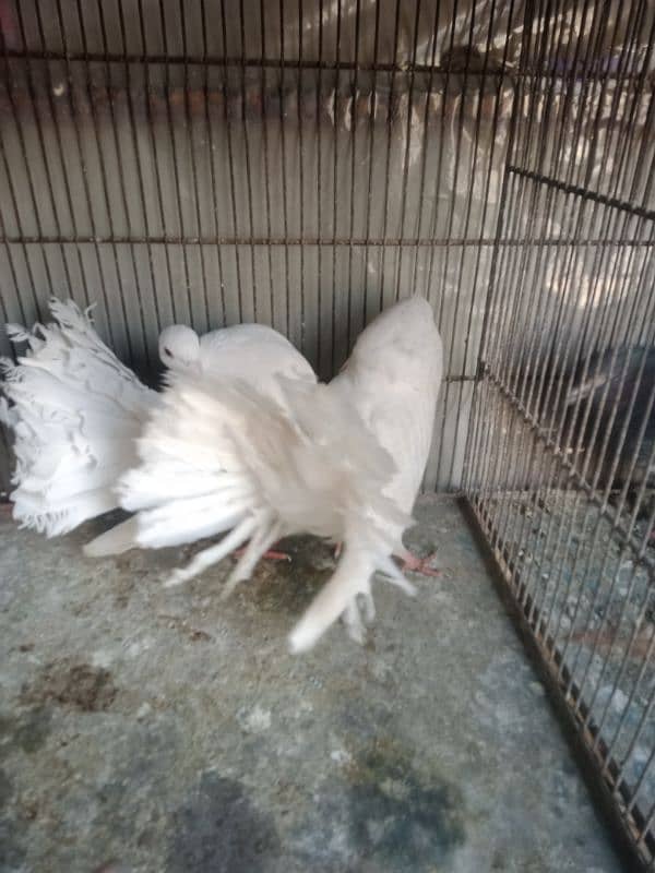 yellow jogi breeder pair with two egg 5