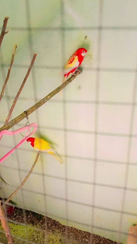 robino rosella pair and ramp two female ramp female price 25000 health 0