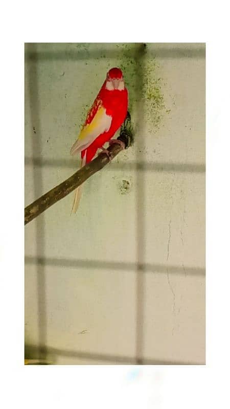 robino rosella pair and ramp two female ramp female price 25000 health 1