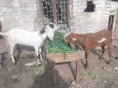 beetal goat | beetal bakri | beetal bakri | gaban bakri | desi bakri