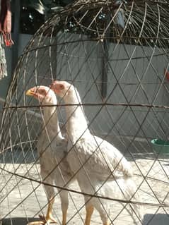 Pair Of white Japanese O Shamo Imported Breed