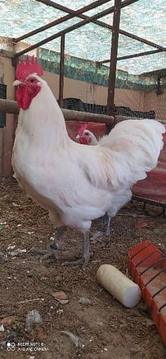 Australorp Heritage Egg / Chicks | Blue Australorp | White Australorp