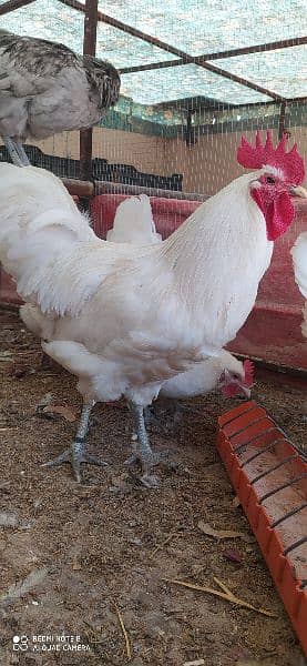 Australorp Heritage Egg / Chicks | Blue Australorp | White Australorp 1