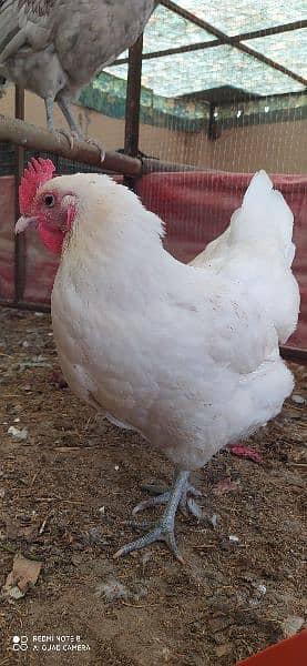 Australorp Heritage Egg / Chicks | Blue Australorp | White Australorp 3