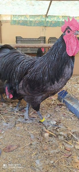 Australorp Heritage Egg / Chicks | Blue Australorp | White Australorp 5