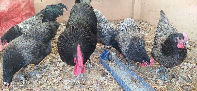 Australorp Heritage Egg / Chicks | Blue Australorp | White Australorp 7