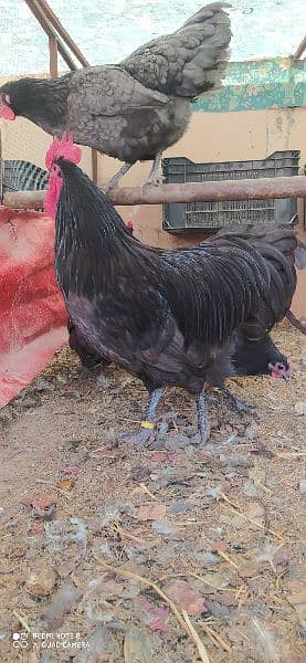 Australorp Heritage Egg / Chicks | Blue Australorp | White Australorp 8