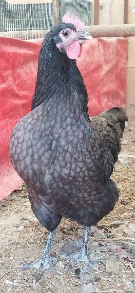 Australorp Heritage Egg / Chicks | Blue Australorp | White Australorp 9