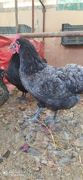 Australorp Heritage Egg / Chicks | Blue Australorp | White Australorp 10