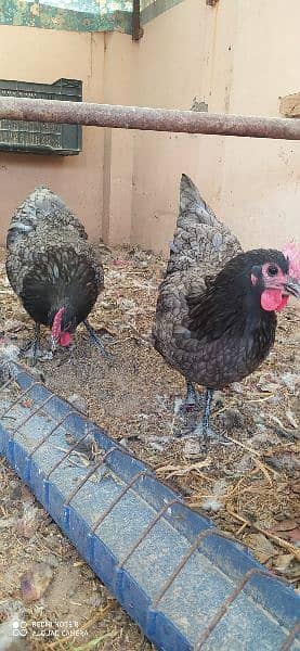 Australorp Heritage Egg / Chicks | Blue Australorp | White Australorp 11