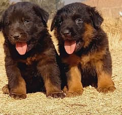 Dogs / German Shepherd / german shepherd / shepherd dog